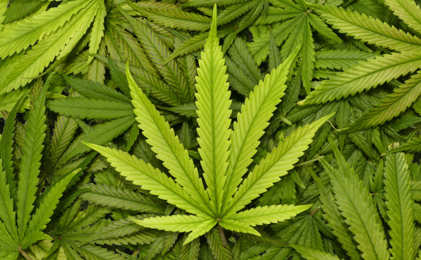 The Case for Legalized Marijuana